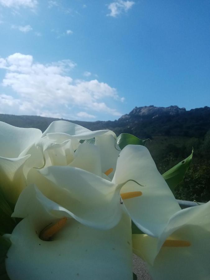Hotel Pinocchio Arzachena Dış mekan fotoğraf